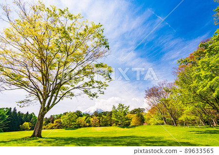 (Yamanashi Prefecture) Fujiyoshida City, Fresh Green Suwa no Mori Nature Park (Fuji Pines Park) 89633565