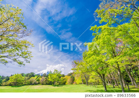 (Yamanashi Prefecture) Fujiyoshida City, Fresh Green Suwa no Mori Nature Park (Fuji Pines Park) 89633566