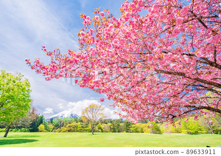 (Yamanashi Prefecture) Fujiyoshida City Suwa no Mori Nature Park (Fuji Pines Park) with beautiful button cherry blossoms 89633911