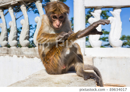 Monkey 89634017