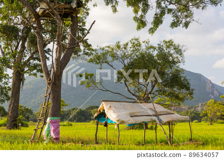 Tree hut Tree hut 89634057