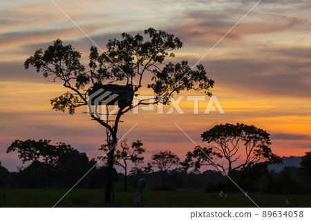Tree hut Tree hut 89634058
