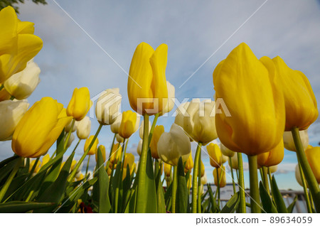 Tulips Tulips 89634059