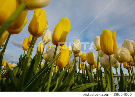 Tulips Tulips 89634060