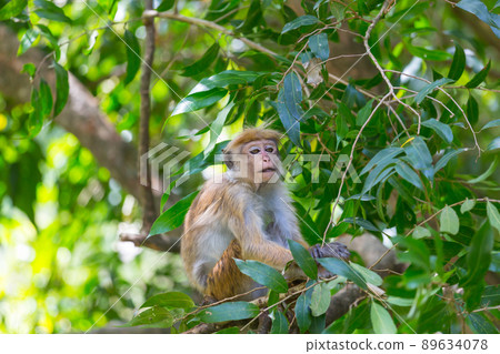 Monkey Monkey 89634078