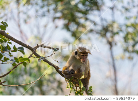 Monkey Monkey 89634079