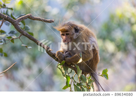 Monkey Monkey 89634080