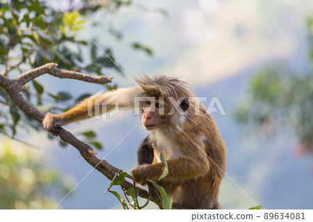Monkey Monkey 89634081