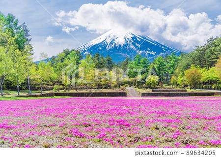 (Yamanashi Prefecture) Fujiyoshida City Onshirin Garden Moss Phlox and Mt. Fuji (Yamanashi Prefecture) Fujiyoshida City Onshirin Garden Moss Phlox and Mt. Fuji 89634205