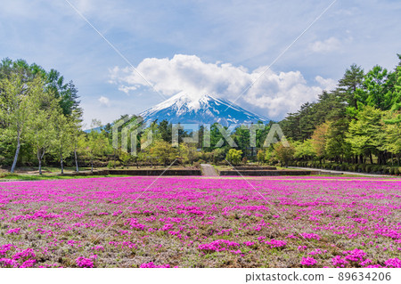 (Yamanashi Prefecture) Fujiyoshida City Onshirin Garden Moss Phlox and Mt. Fuji (Yamanashi Prefecture) Fujiyoshida City Onshirin Garden Moss Phlox and Mt. Fuji 89634206