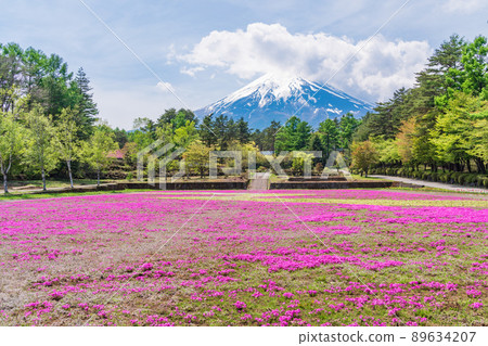 (Yamanashi Prefecture) Fujiyoshida City Onshirin Garden Moss Phlox and Mt. Fuji (Yamanashi Prefecture) Fujiyoshida City Onshirin Garden Moss Phlox and Mt. Fuji 89634207