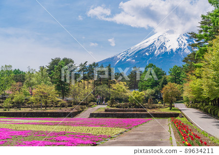(Yamanashi Prefecture) Fujiyoshida City Onshirin Garden Moss Phlox and Mt. Fuji (Yamanashi Prefecture) Fujiyoshida City Onshirin Garden Moss Phlox and Mt. Fuji 89634211