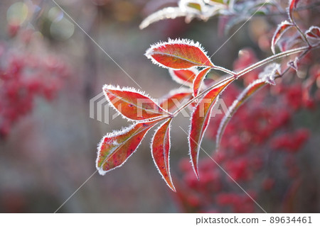 Frost on the red leaves of the southern sky Frost on the red leaves of the southern sky 89634461