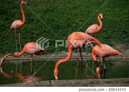 portrait of pink flamingo walking in the water at the zoo 89634543