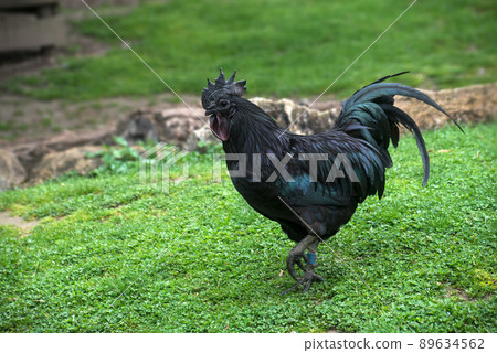 Portrait of black cock walking in a farm 89634562