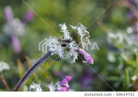 Frost on the henbit Frost on the henbit 89634781