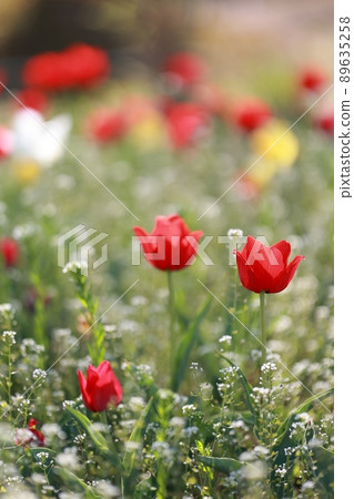 春天的花園,玉蘭 春天的花園,玉蘭 89635258