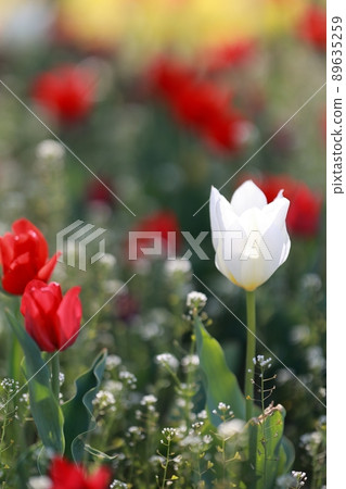 春天的花園，玉蘭 89635259