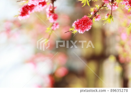 Springtime Garden, Magnolia Springtime Garden, Magnolia 89635278