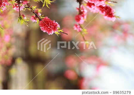 Springtime Garden, Magnolia 89635279