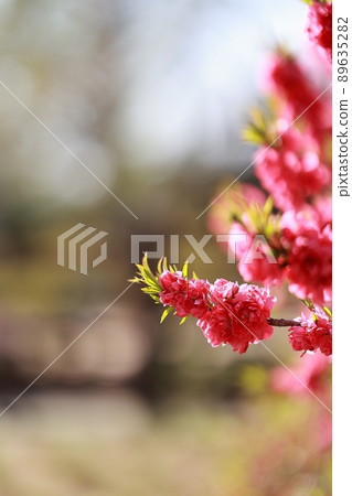春天的花園，玉蘭 89635282