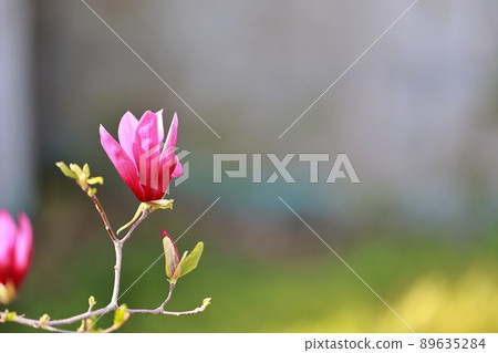 春天的花園，玉蘭 89635284