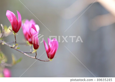 春天的花園，玉蘭 89635285