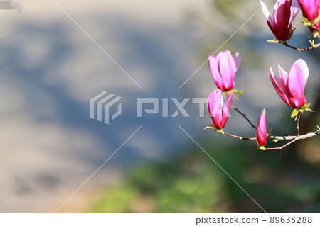 春天的花園，玉蘭 89635288