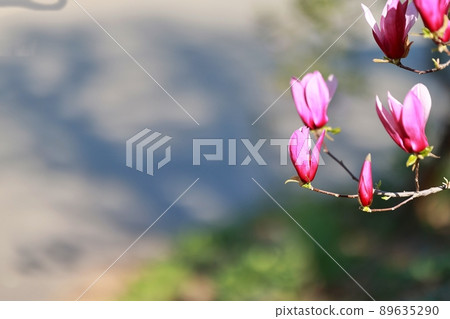 春天的花園，玉蘭 89635290