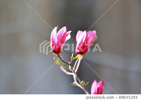 春天的花園,玉蘭 春天的花園,玉蘭 89635293