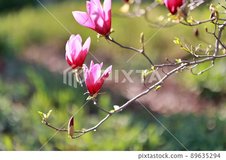 春天的花園，玉蘭 89635294