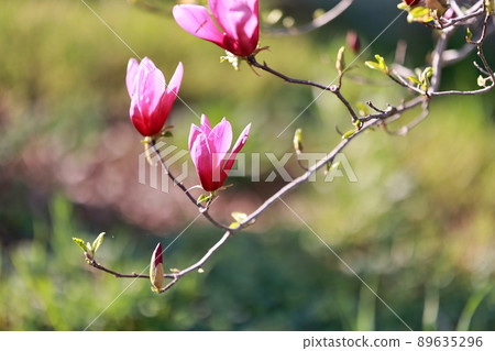 春天的花園,玉蘭 春天的花園,玉蘭 89635296