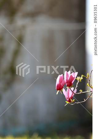春天的花園,玉蘭 春天的花園,玉蘭 89635301