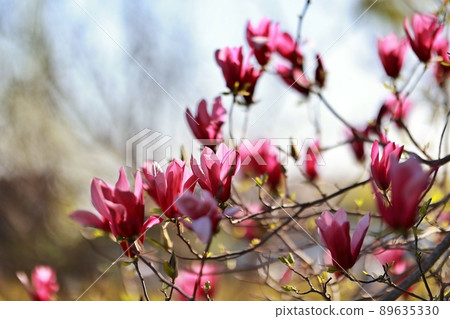 春天的花園,玉蘭 春天的花園,玉蘭 89635330