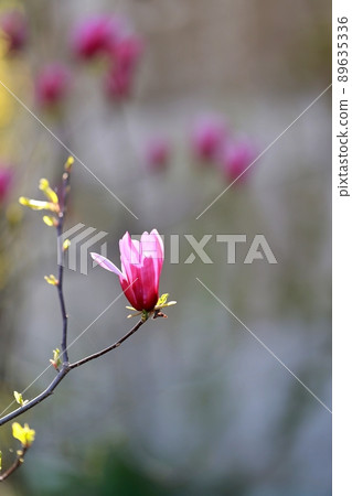 春天的花園,玉蘭 春天的花園,玉蘭 89635336