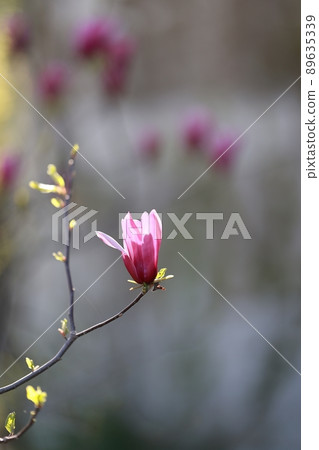 春天的花園，玉蘭 89635339