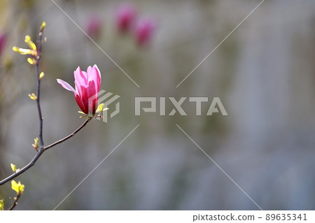 春天的花園,玉蘭 春天的花園,玉蘭 89635341