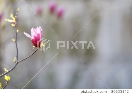 春天的花園，玉蘭 89635342