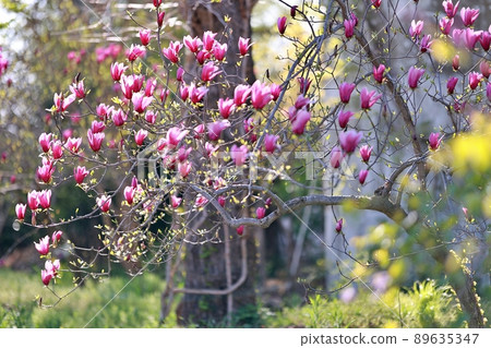 春天的花園,玉蘭 春天的花園,玉蘭 89635347