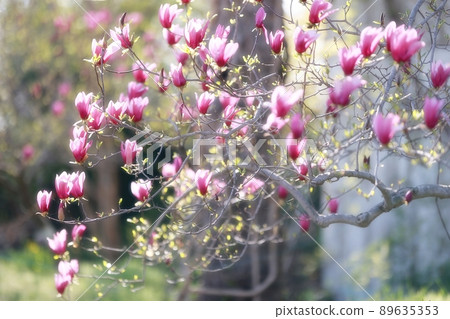 春天的花園，玉蘭 89635353