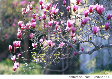 春天的花園,玉蘭 春天的花園,玉蘭 89635354