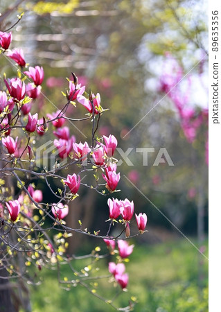 春天的花園,玉蘭 春天的花園,玉蘭 89635356