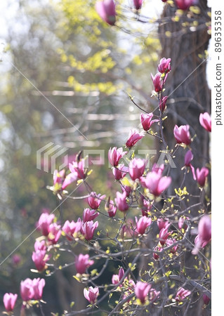 春天的花園，玉蘭 89635358