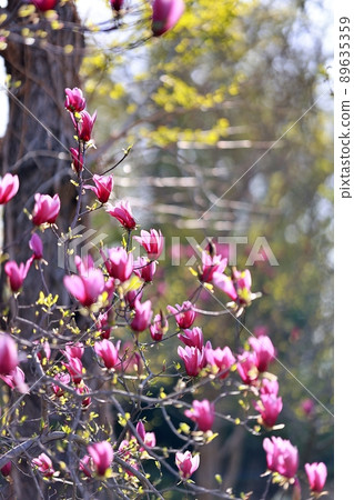 春天的花園,玉蘭 春天的花園,玉蘭 89635359