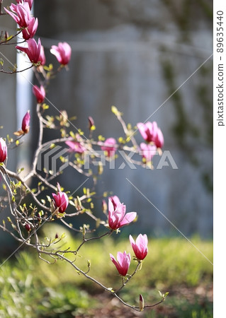 春天的花園,玉蘭 春天的花園,玉蘭 89635440