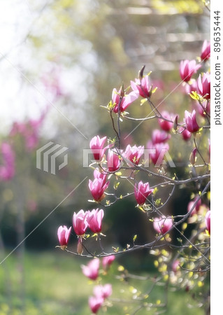 春天的花園,玉蘭 春天的花園,玉蘭 89635444