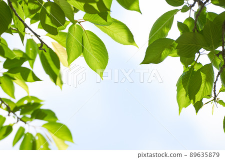 Light that sees through the fresh green 89635879