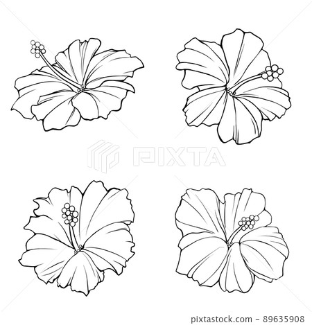 Hibiscus line drawing illustration set Hibiscus line drawing illustration set 89635908