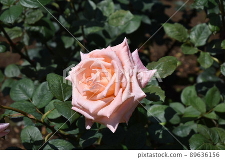 Baby pink spring roses 89636156