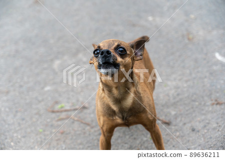 A frightened little brown dog barks at the camera. A male dog breeds a toe terrier with no wheatgrass. Elderly pet with gray hair on his muzzle. Animals lost in war concept. 89636211